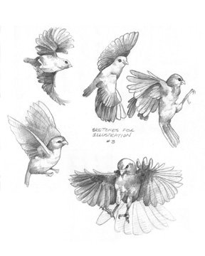 Pencil Sketch ~ Birds