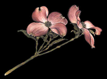 Pink Dogwood Drawing by Terry